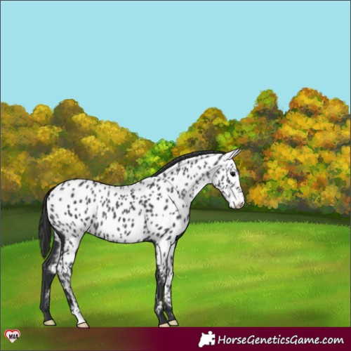 Horse Color:Black Appaloosa 