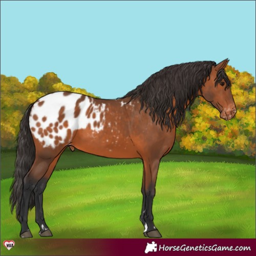 Horse Color:Bay Blanket 
