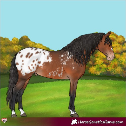 Horse Color:Brown Blanket 