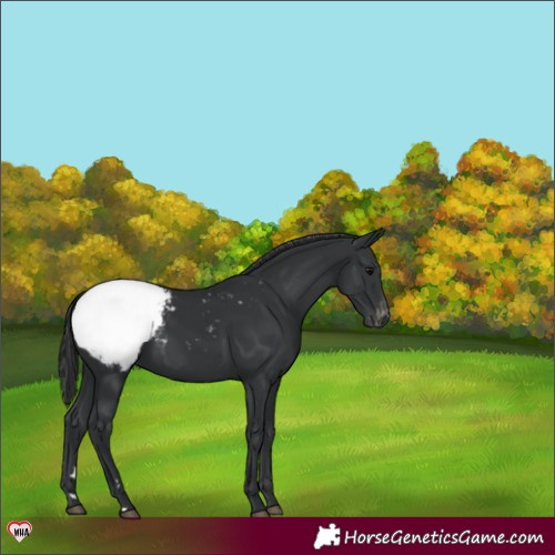 Horse Color:Black Snowcap 