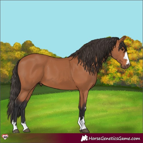 Horse Color:Bay 