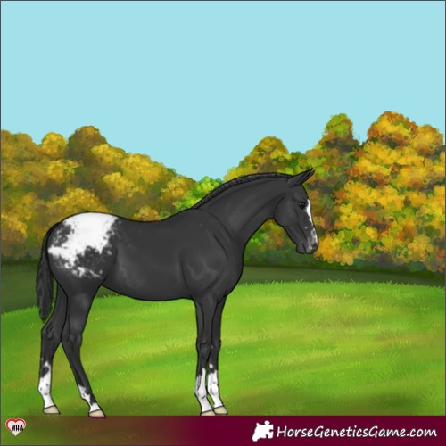 Horse Color:Black Snowcap 