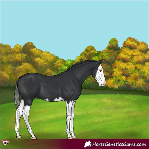 Horse Color:Black Splash Varnish 