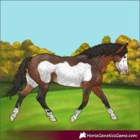 Horse Color:Bay Frame 