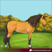 Horse Color:Buckskin