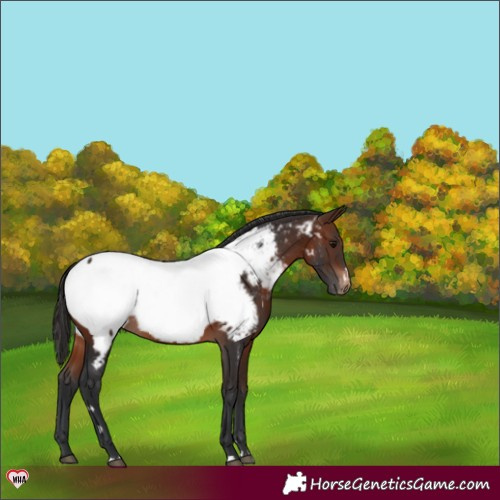 Horse Color:Brown Appaloosa Rabicano 