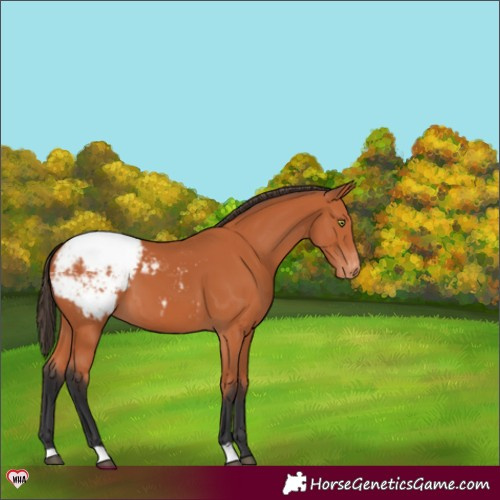 Horse Color:Bay Snowcap 