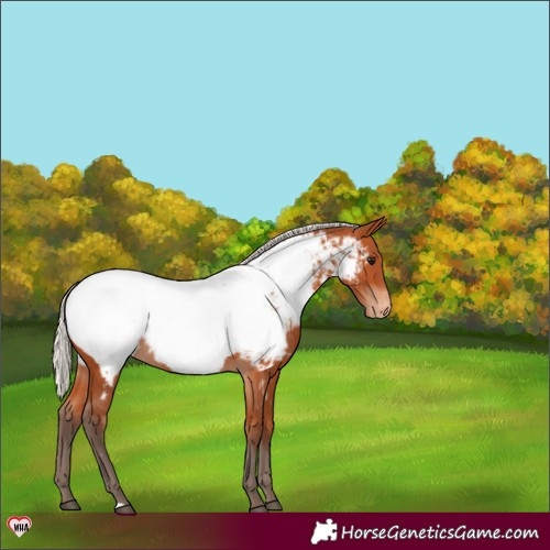 Horse Color:Silver Bay Near Fewspot Rabicano 