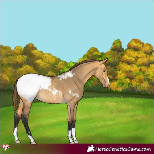 Horse Color:Buckskin Dun Snowcap 