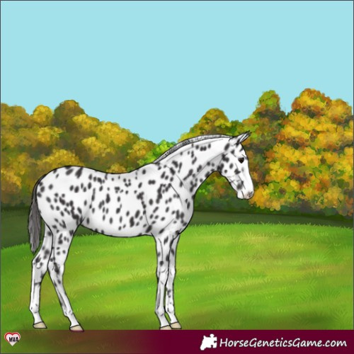 Horse Color:Smoky Black Appaloosa 