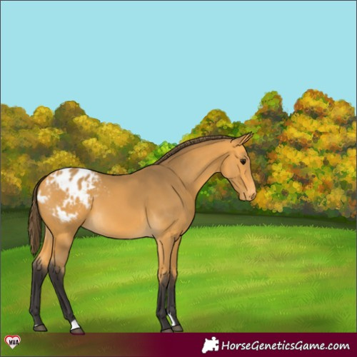 Horse Color:Buckskin Appaloosa 
