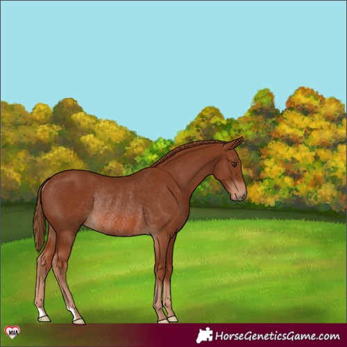 Horse Color:Chestnut Rabicano 