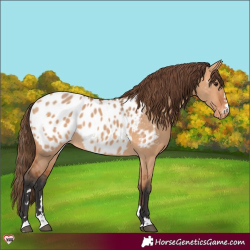 Horse Color:Bay Dun Near Leopard 