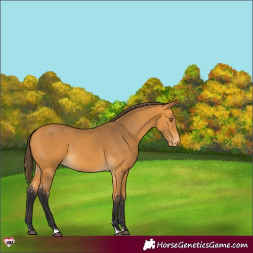Horse Color:Buckskin Varnish 