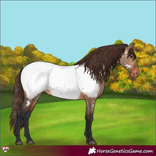 Horse Color:Brown Dun Near Fewspot