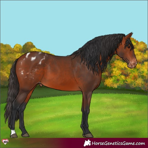 Horse Color:Bay Appaloosa 
