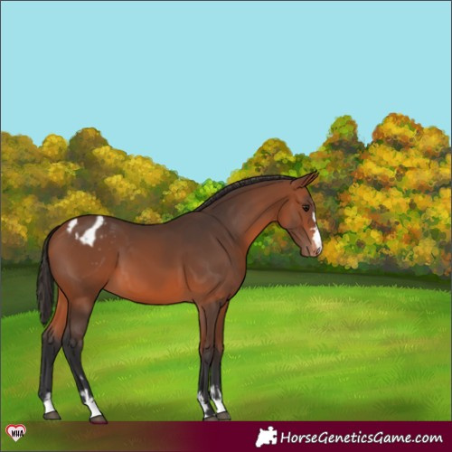 Horse Color:Bay Appaloosa 