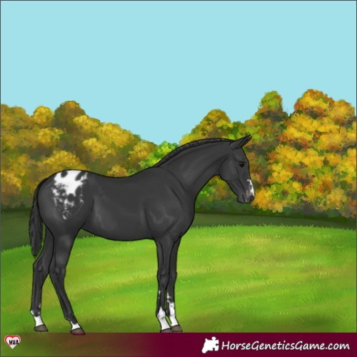 Horse Color:Black Blanket 