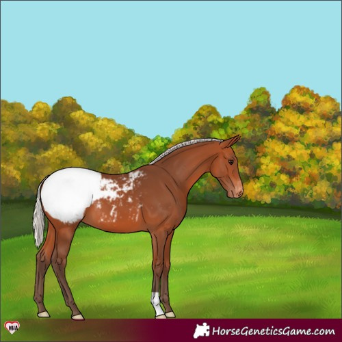 Horse Color:Silver Bay Appaloosa 