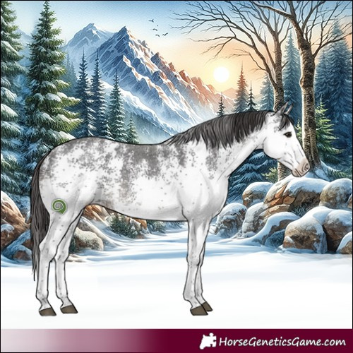 Horse Color:White Spotted Smoky Black Rabicano 