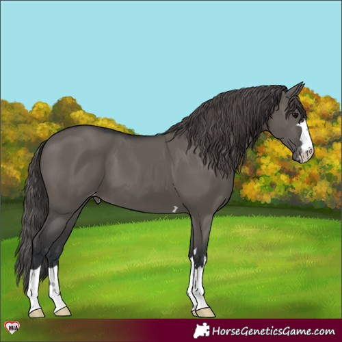 Horse Color:Grullo Varnish 