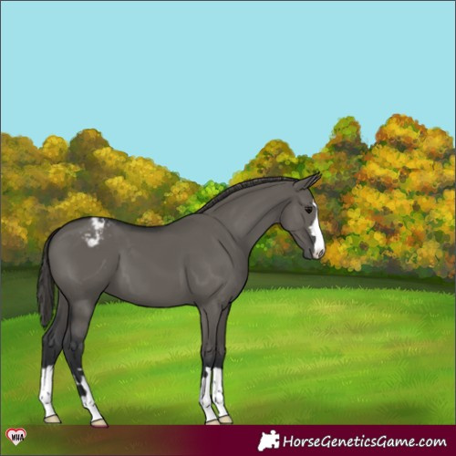 Horse Color:Grullo Varnish 