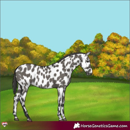 Horse Color:Grullo Near Leopard 