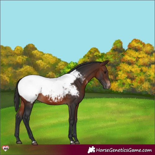 Horse Color:Brown Appaloosa Rabicano 