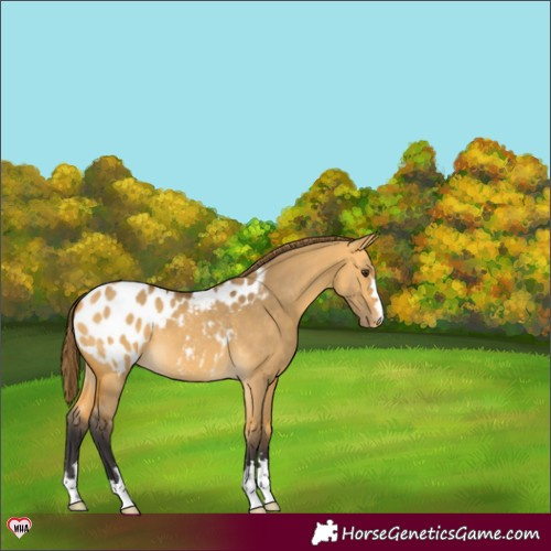 Horse Color:Buckskin Dun Appaloosa 