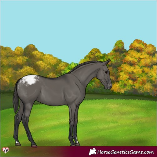 Horse Color:Grullo Varnish 
