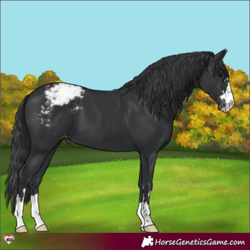 Horse Color:Black Varnish 