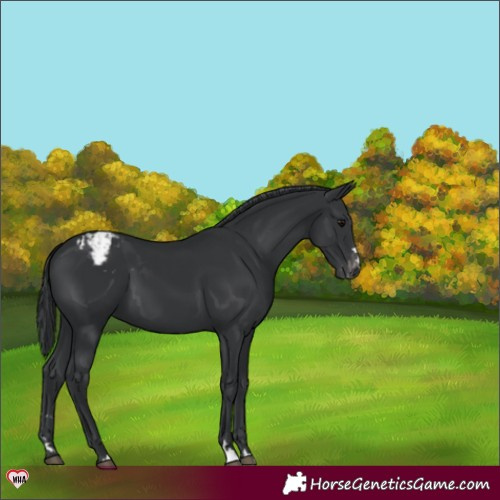 Horse Color:Black Varnish 