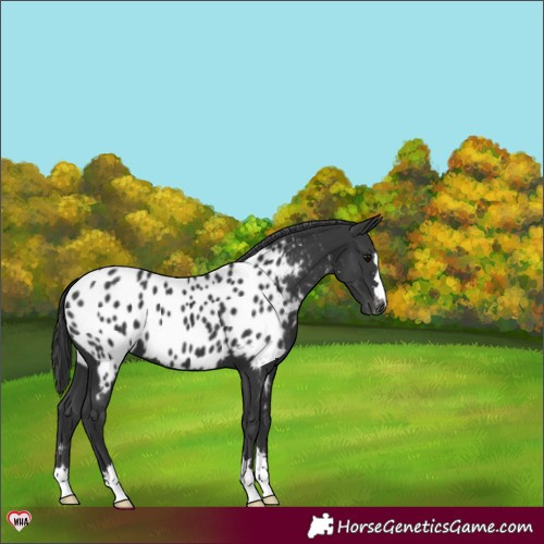 Horse Color:Black Blanket 