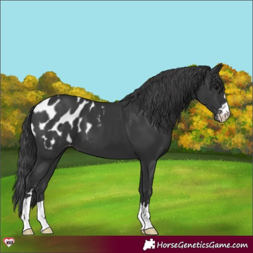 Horse Color:Black Blanket 