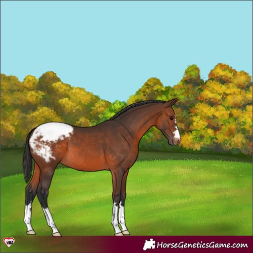 Horse Color:Brown Varnish 