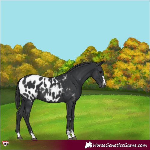 Horse Color:Black Blanket 