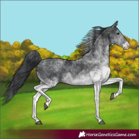 Horse Color:White Spotted Black 