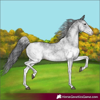 Horse Color:White Spotted Black 