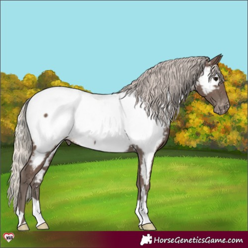 Horse Color:Silver Black Near Fewspot 