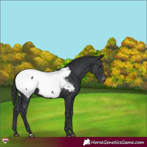 Horse Color:Black Near Fewspot Rabicano 