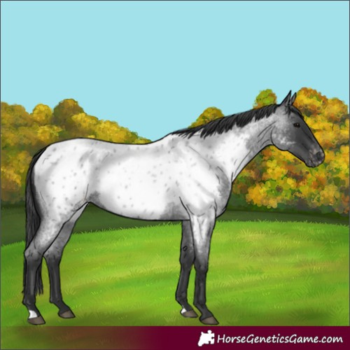 Horse Color:Blue Roan Near Leopard 