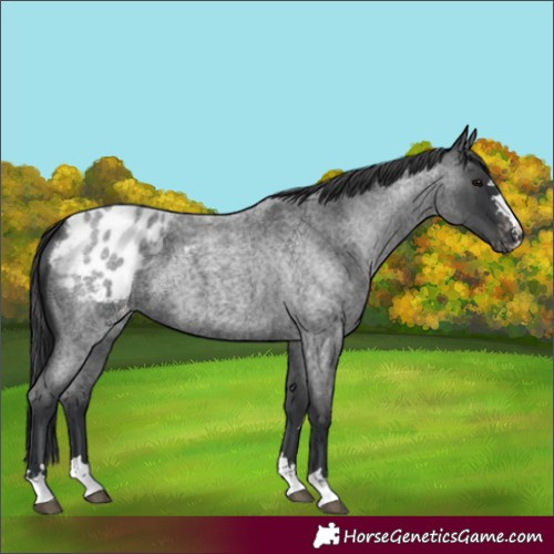 Horse Color:Blue Roan Appaloosa 