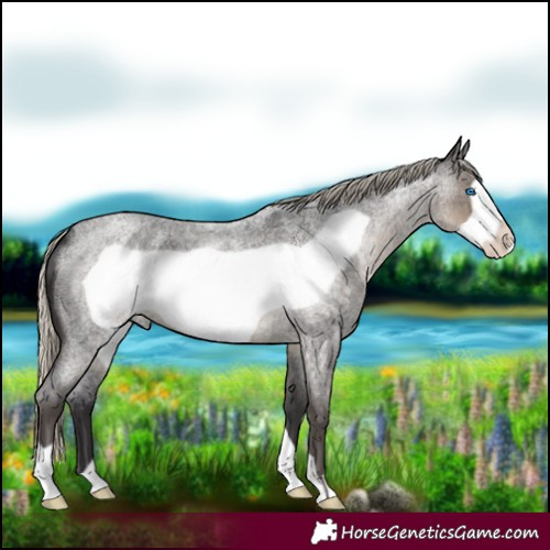 Horse Color:Silver Smoky Blue Roan Frame