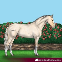 Horse Color:Palomino Roan Splash