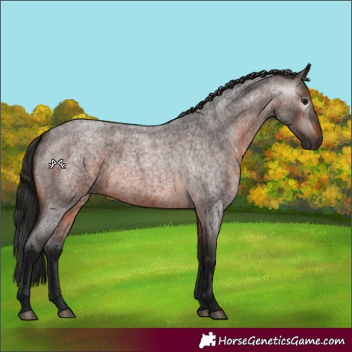 Horse Color:Gray Bay Roan 