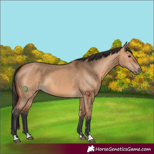 Horse Color:Bay Dun 