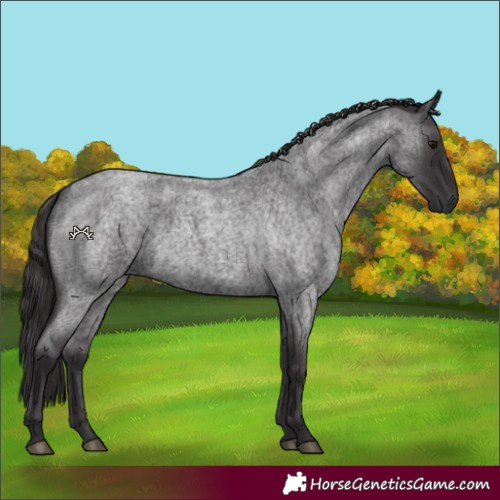 Horse Color:Smoky Blue Roan 