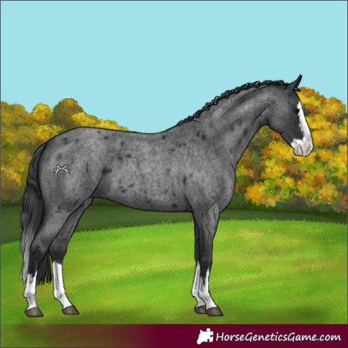 Horse Color:Blue Roan Splash 