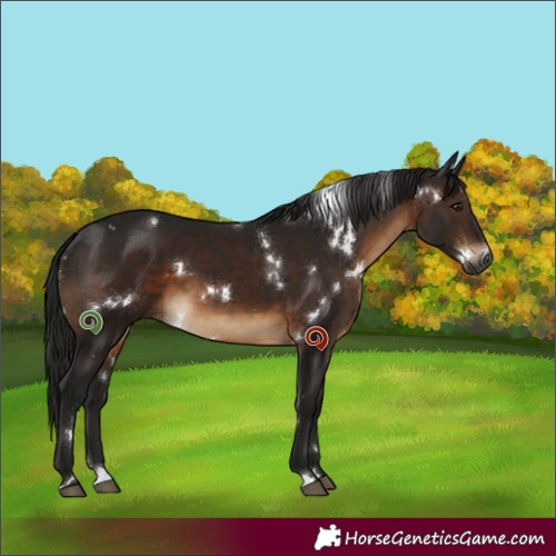 Horse Color:Gray White Spotted Brown 