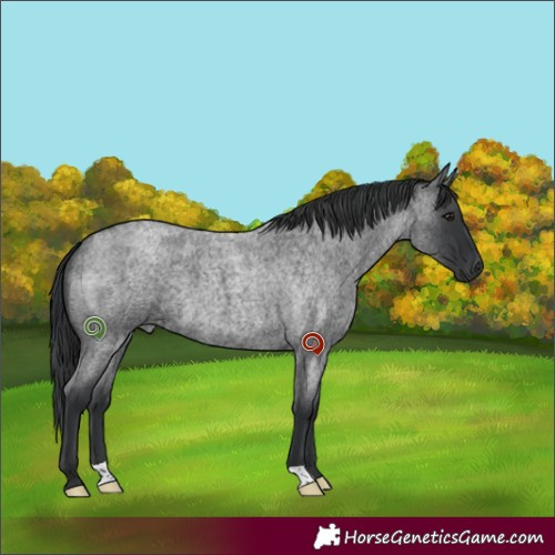 Horse Color:Blue Roan 
